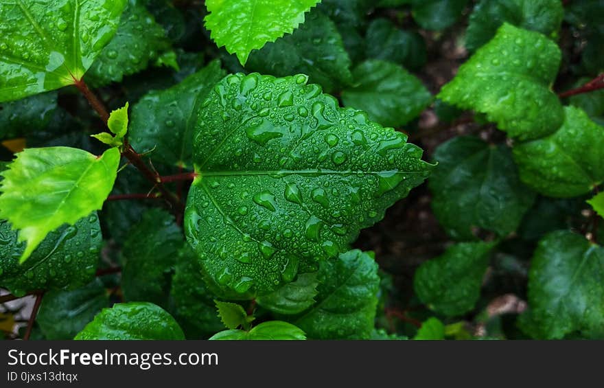 Leaf, Vegetation, Plant, Leaf Vegetable