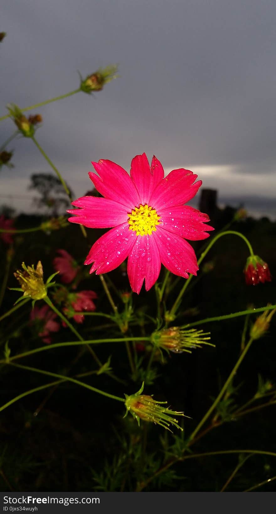 Flower, Flora, Garden Cosmos, Plant