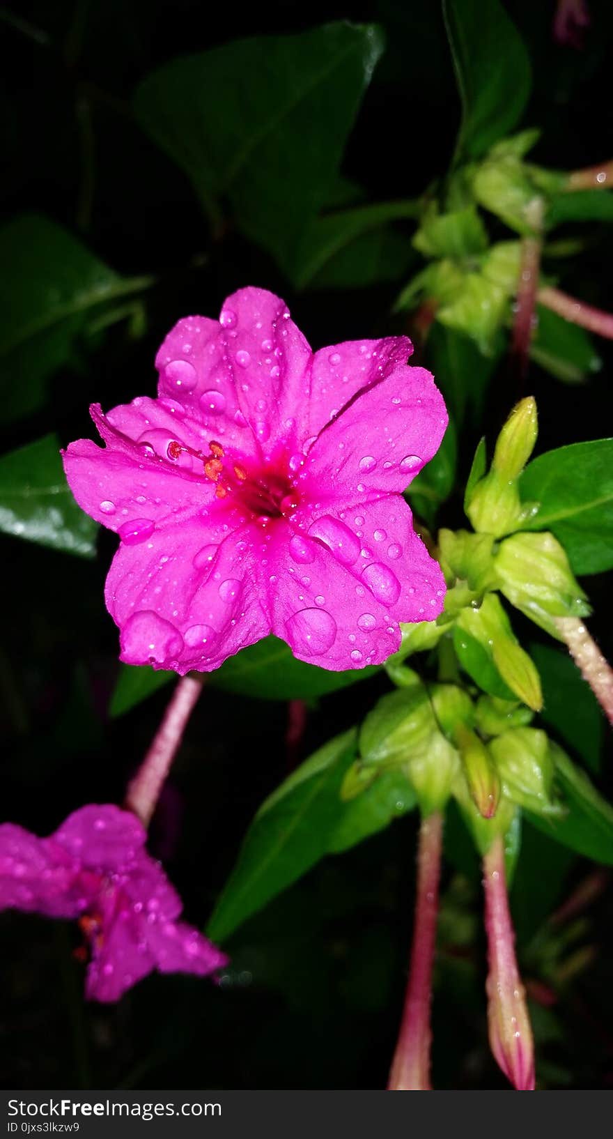 Flower, Plant, Pink, Four O Clock Flower