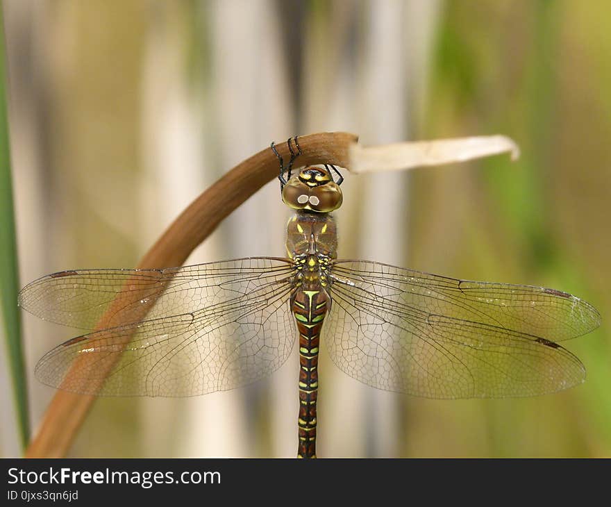 Dragonfly, Insect, Dragonflies And Damseflies, Invertebrate