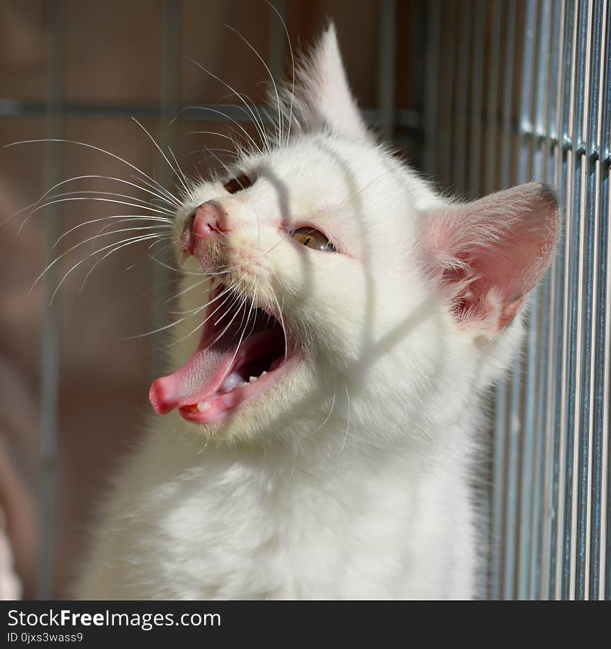 Cat, Whiskers, Facial Expression, Yawn