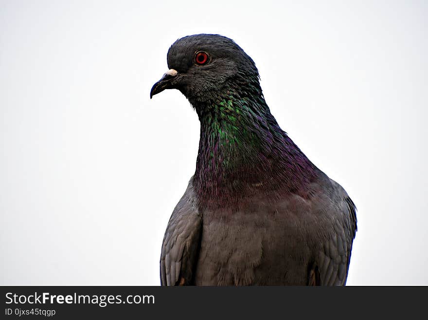 Bird, Beak, Fauna, Pigeons And Doves