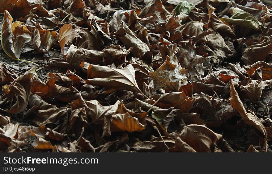 Leaf, Plant, Scrap, Autumn