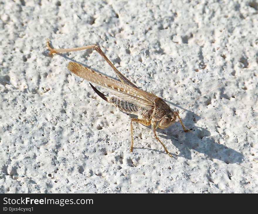 Insect, Invertebrate, Fauna, Grasshopper