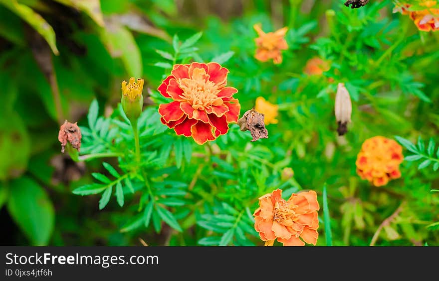 Flower, Flora, Vegetation, Plant