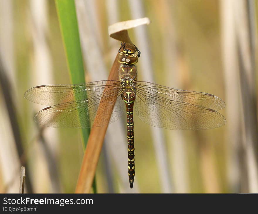 Insect, Dragonfly, Damselfly, Dragonflies And Damseflies