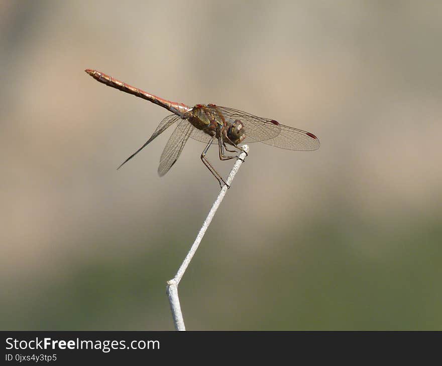 Dragonfly, Insect, Dragonflies And Damseflies, Invertebrate