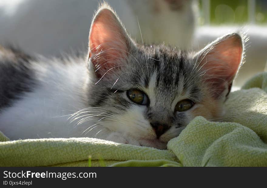 Cat, Whiskers, Fauna, Small To Medium Sized Cats