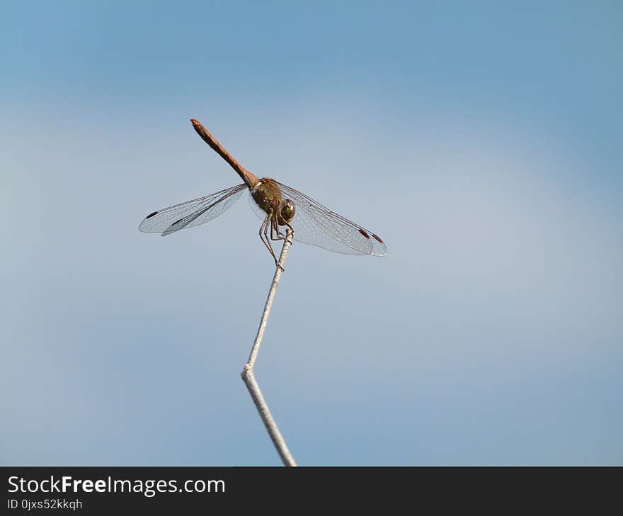 Insect, Dragonfly, Invertebrate, Dragonflies And Damseflies