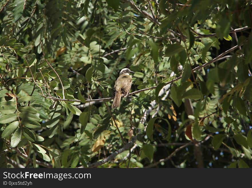 Bird, Fauna, Ecosystem, Branch