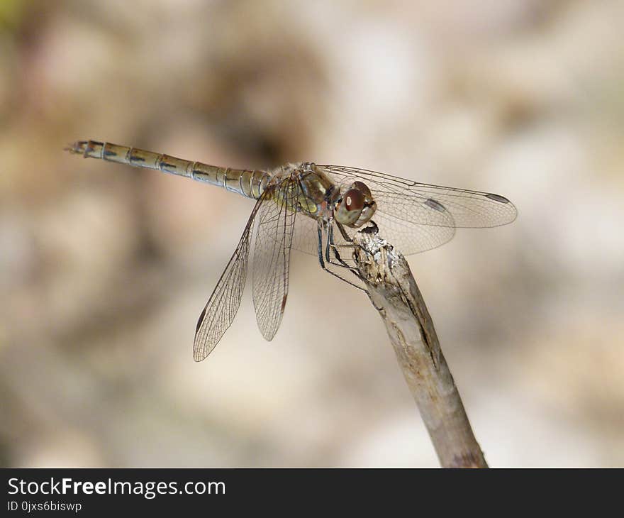 Dragonfly, Insect, Dragonflies And Damseflies, Invertebrate