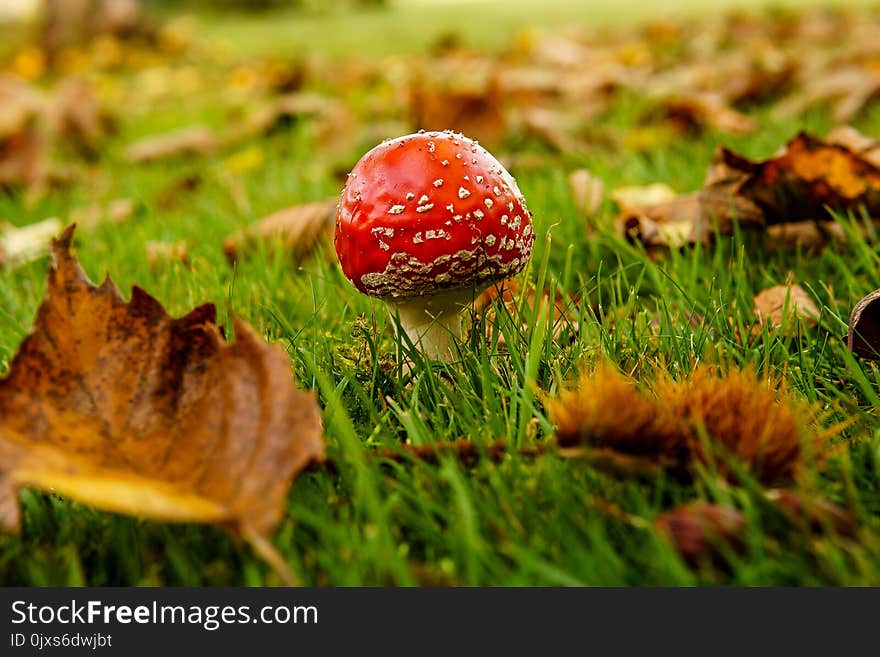 Mushroom, Fungus, Leaf, Grass