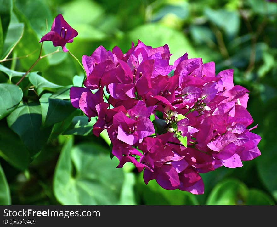 Flower, Plant, Flora, Purple