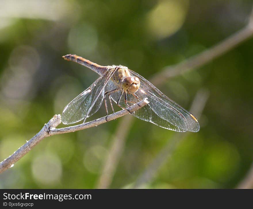 Insect, Dragonfly, Invertebrate, Dragonflies And Damseflies