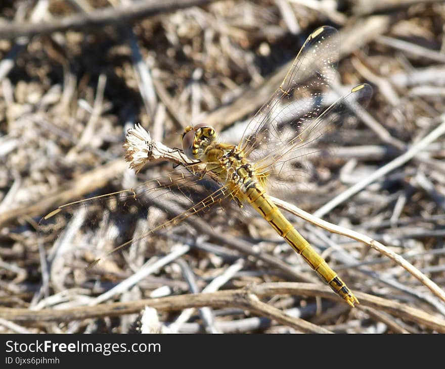 Insect, Invertebrate, Dragonfly, Fauna