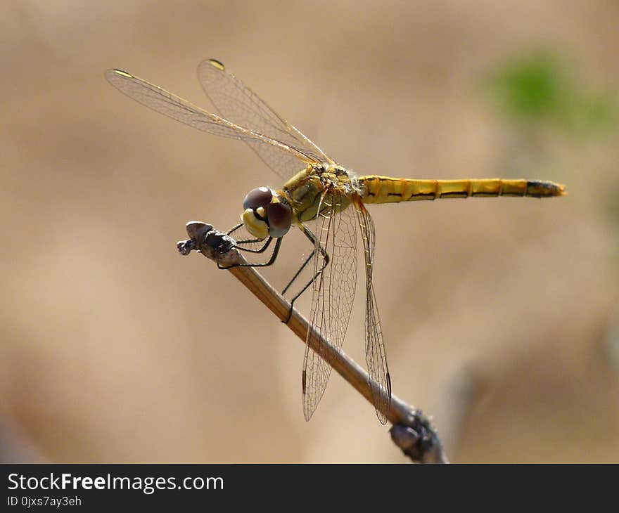 Dragonfly, Insect, Dragonflies And Damseflies, Damselfly