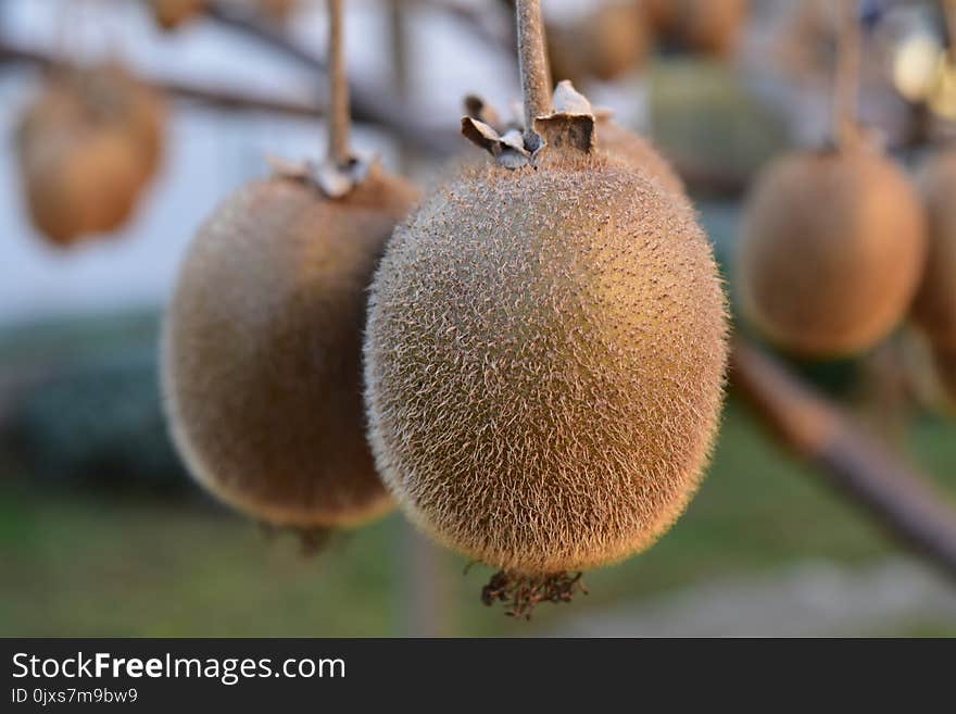 Fruit, Kiwifruit