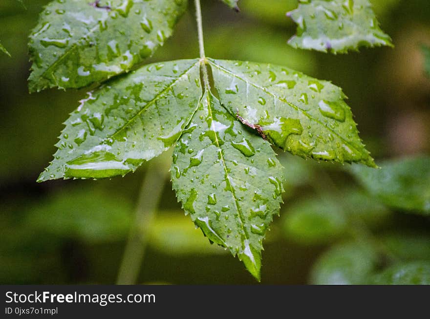 Leaf, Water, Drop, Dew