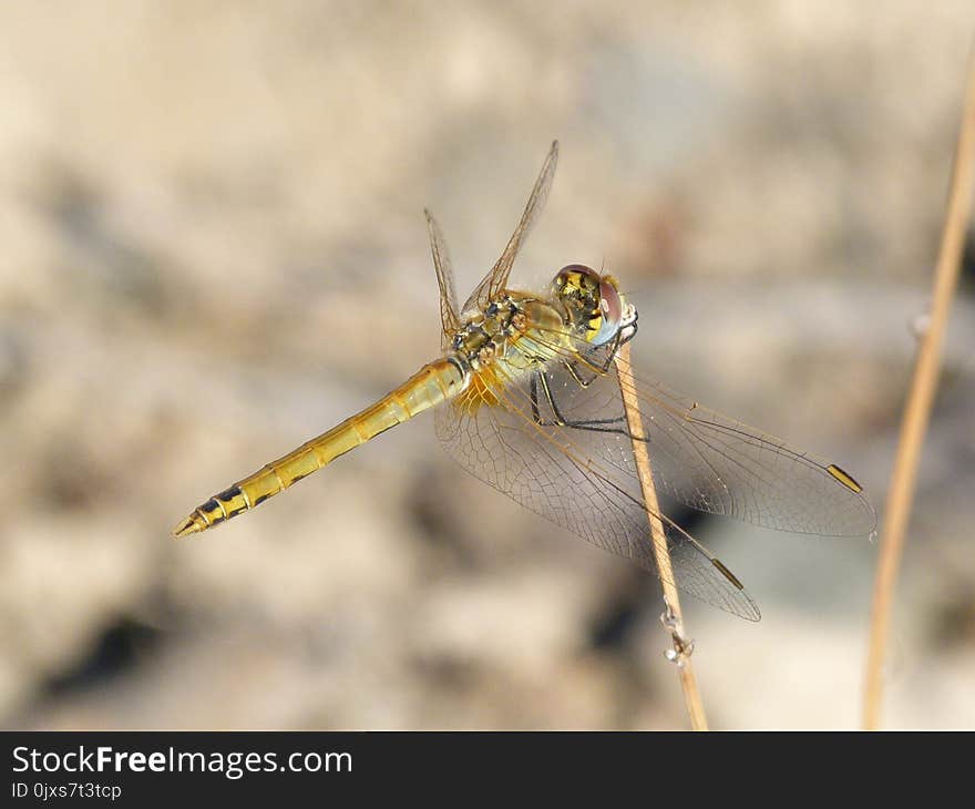 Dragonfly, Insect, Invertebrate, Fauna