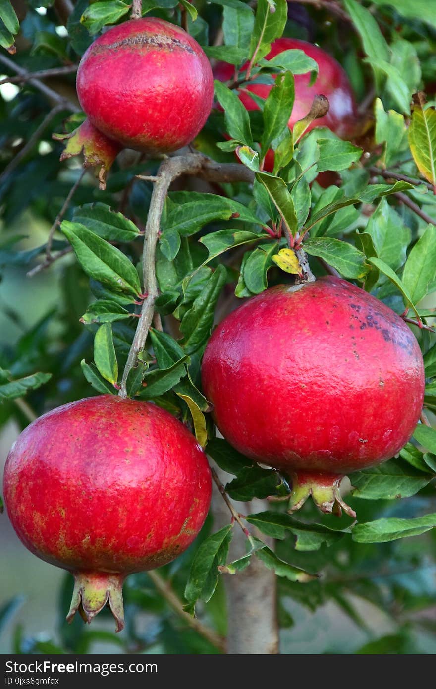 Pomegranate, Fruit, Plant, Apple