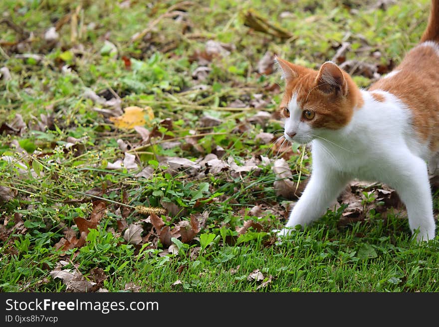 Cat, Fauna, Small To Medium Sized Cats, Grass