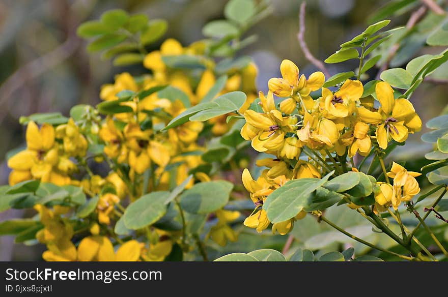 Plant, Flower, Shrub, Senna