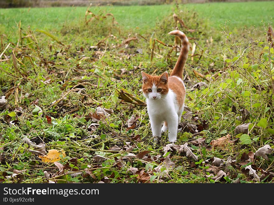 Fauna, Small To Medium Sized Cats, Wildlife, Grass