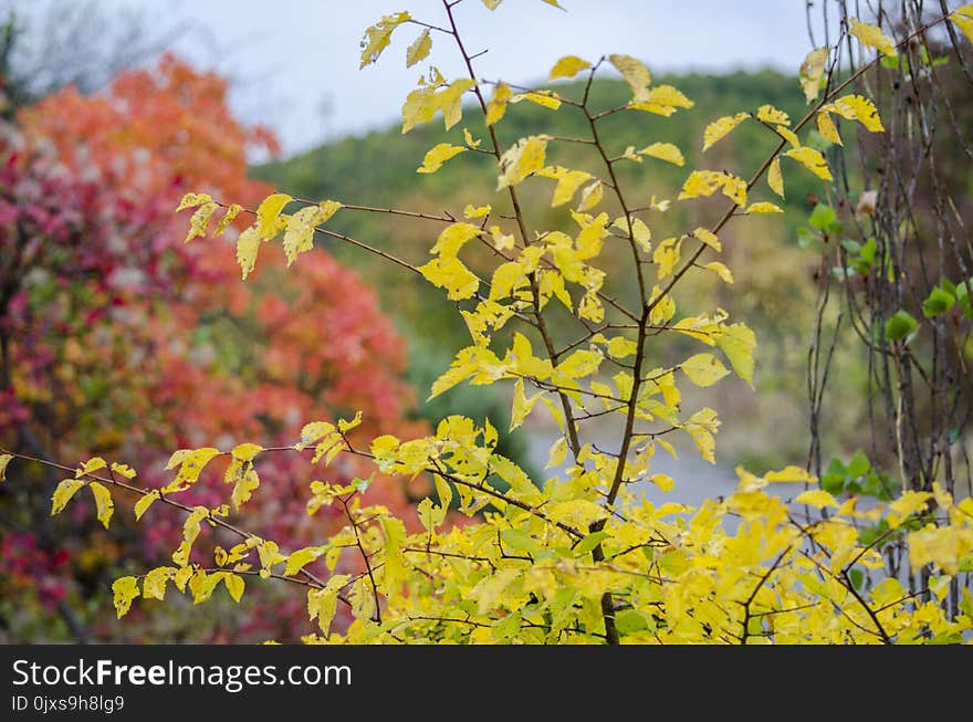 Yellow, Leaf, Autumn, Vegetation