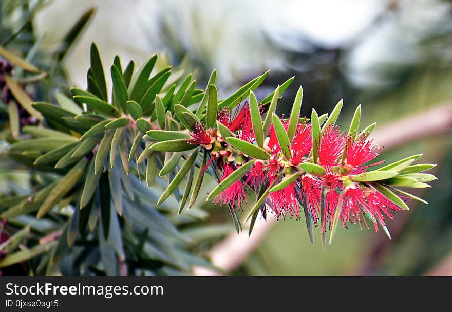 Plant, Flora, Vegetation, Grevillea