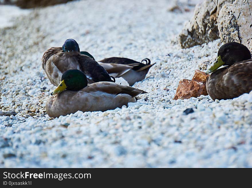 Duck, Bird, Water, Water Bird