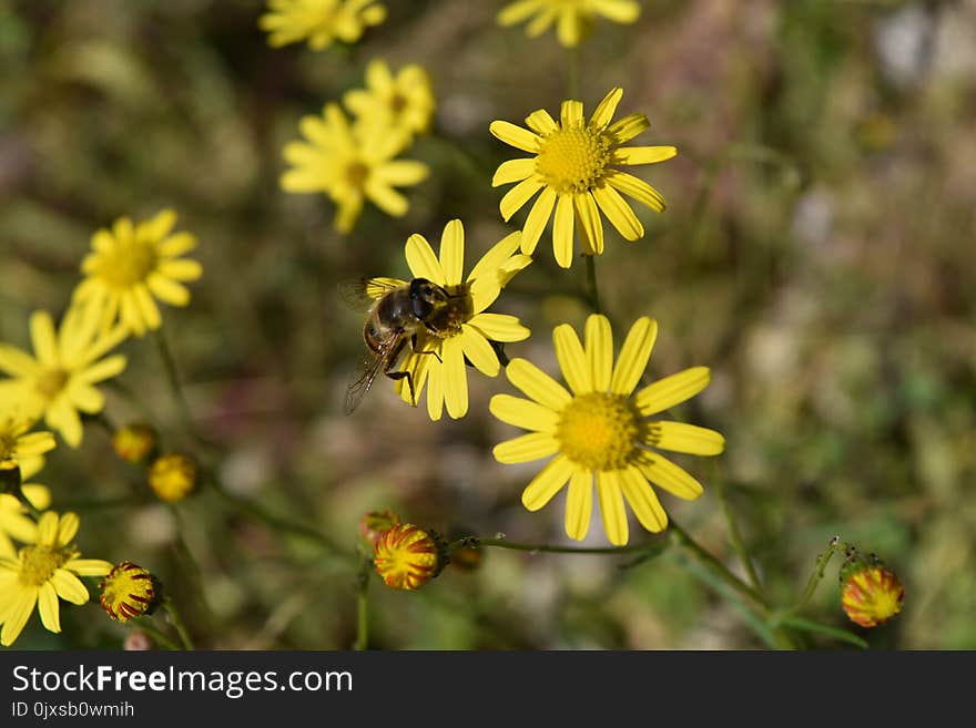 Flower, Yellow, Flora, Honey Bee