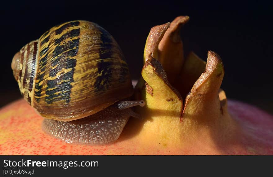 Snails And Slugs, Snail, Molluscs, Conchology