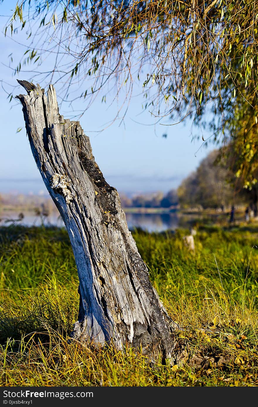 Tree, Woody Plant, Grass, Plant