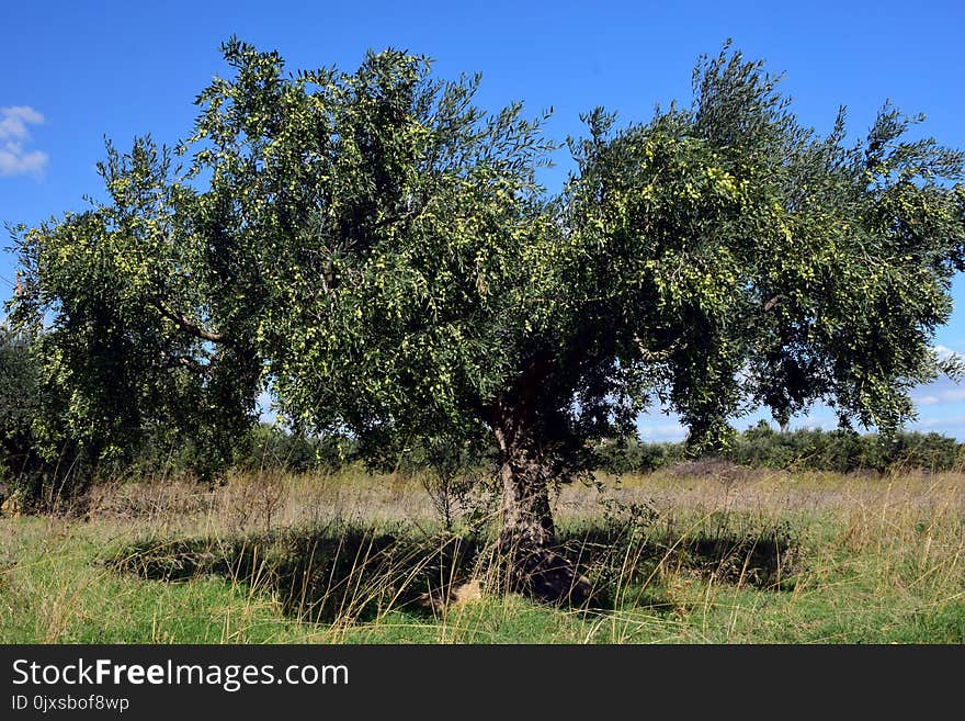 Tree, Ecosystem, Vegetation, Shrubland