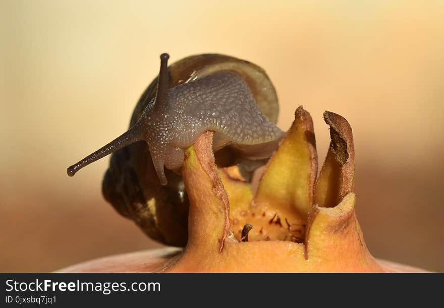 Snails And Slugs, Invertebrate, Fauna, Snail