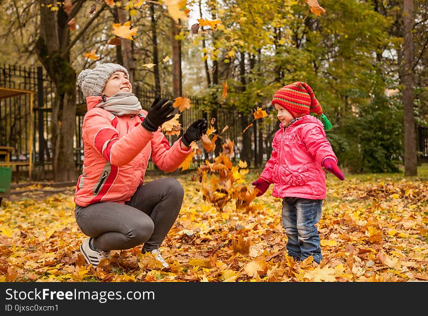 Nature, Leaf, Autumn, Tree