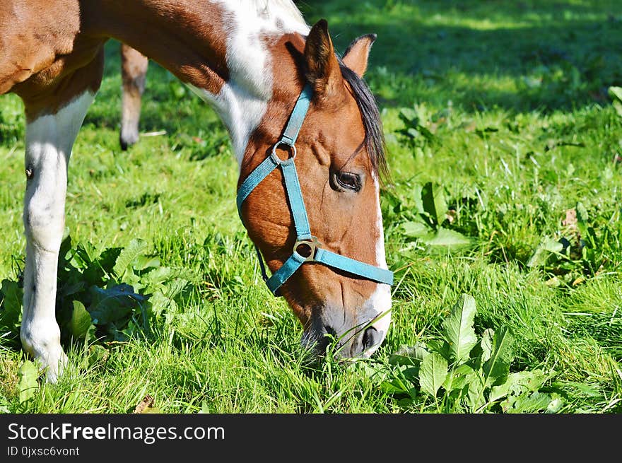 Horse, Halter, Bridle, Grass