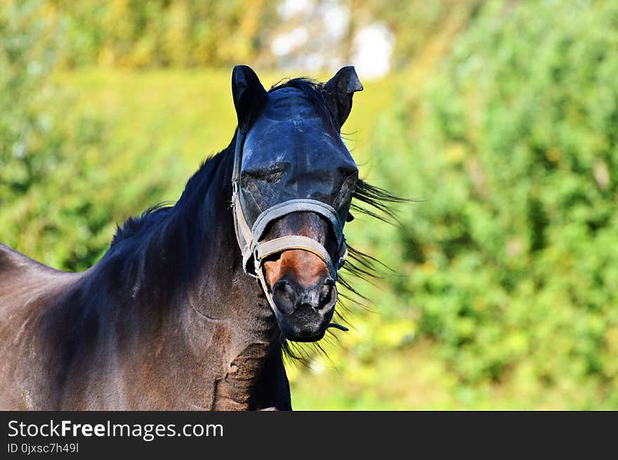 Horse, Mane, Bridle, Stallion