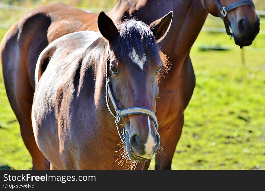 Horse, Bridle, Halter, Rein