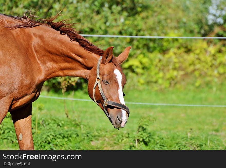 Horse, Bridle, Pasture, Grassland