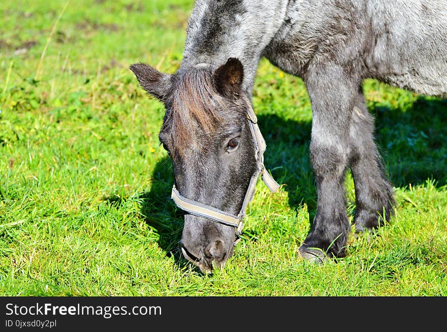 Pasture, Grass, Fauna, Grazing