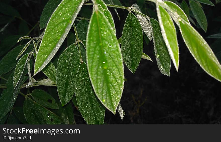 Plant, Leaf, Evergreen, Plant Stem