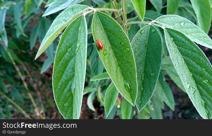 Plant, Leaf, Flora, Plant Stem