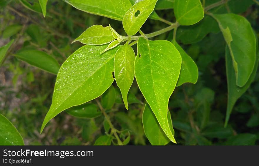 Leaf, Plant, Flora, Plant Stem