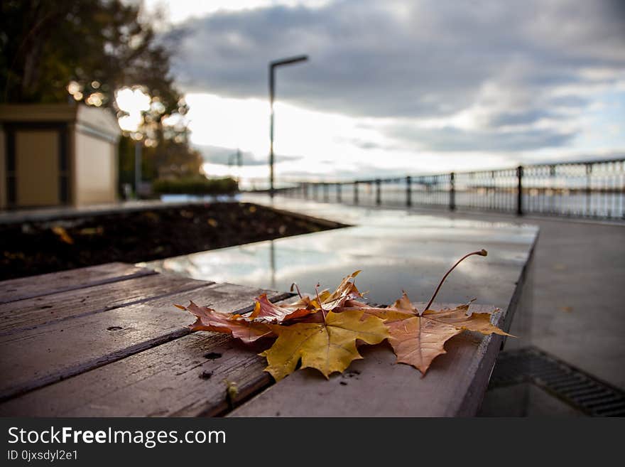 Leaf, Sky, Water, Morning