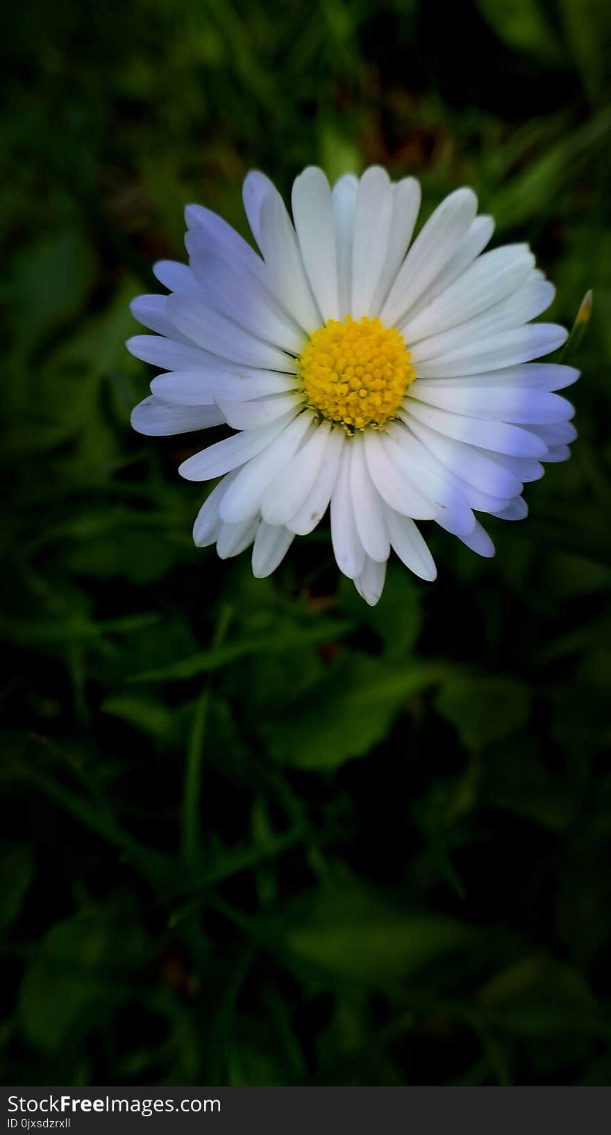 Flower, Plant, Oxeye Daisy, Flora