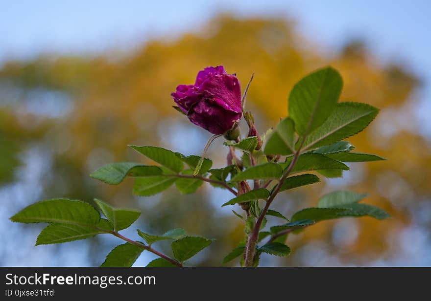 Flower, Rose Family, Plant, Pink