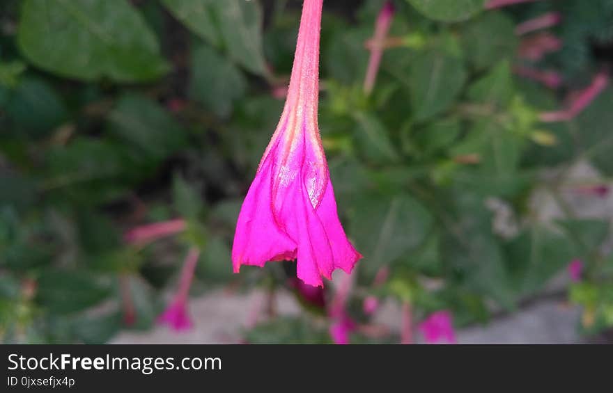 Flower, Plant, Flora, Pink