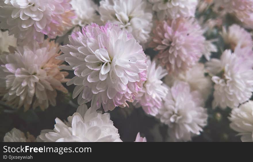 Flower, Pink, Plant, Flowering Plant