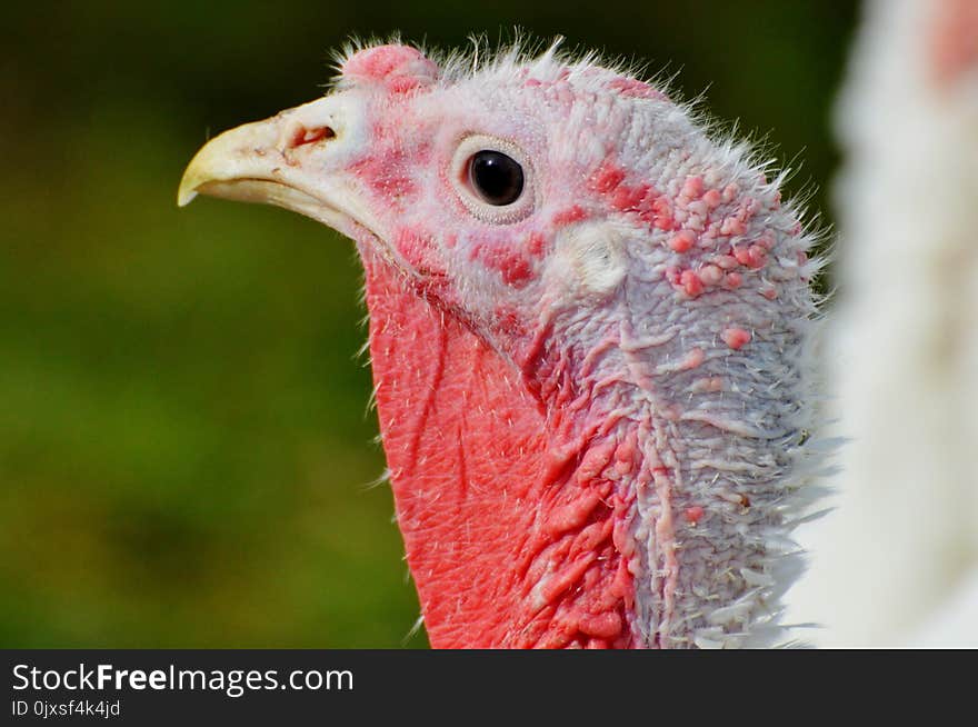 Beak, Bird, Galliformes, Domesticated Turkey